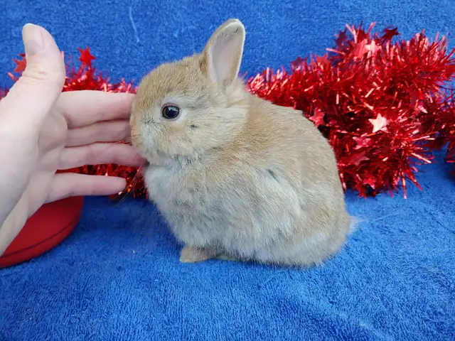 EXTRAORDINARY VIENNA-MARKED HARLEQUIN HOLLAND LOP MALE BUNNY in Small Animals for Rehoming in City of Toronto - Image 11