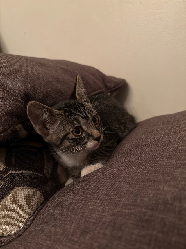 kitten for sale in Cats & Kittens for Rehoming in Vernon - Image 2