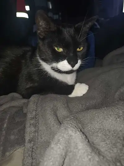 Female cat  to good home, View more