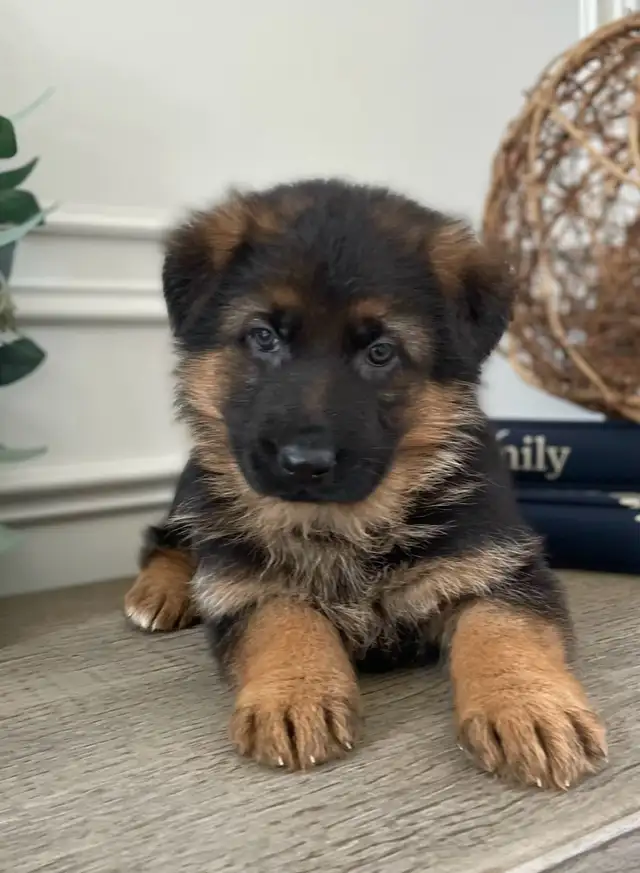 Purebred German Shepherd Puppies CKC Reg’d in Dogs & Puppies for Rehoming in Markham / York Region - Image 4