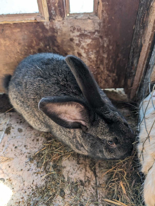 Flemish French Lop cross buck in Livestock in Prince Albert