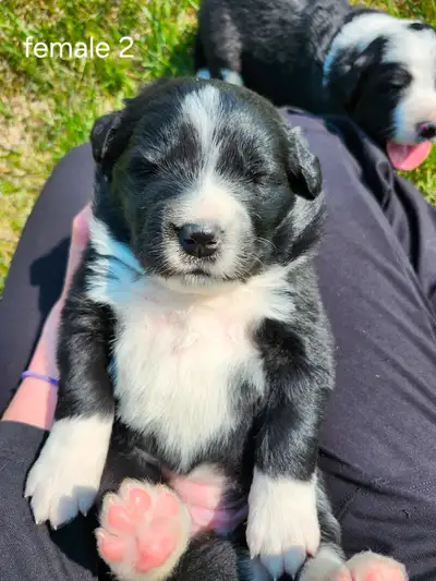Livestock Guardian Puppies, View more