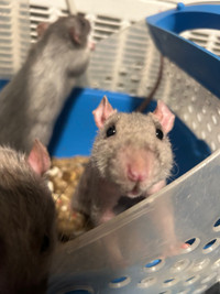 2 male rats rehome