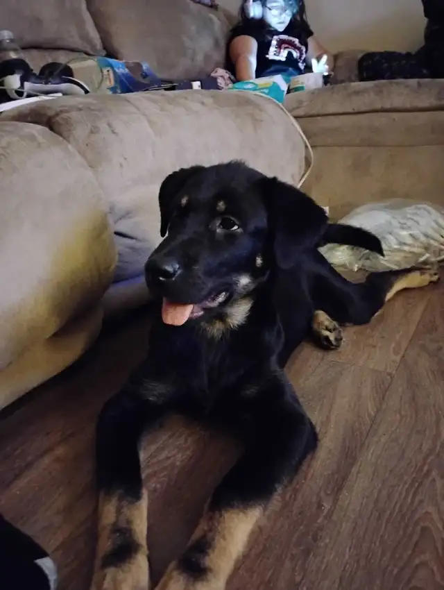 rottie mix free to good home and a pup left  in Dogs & Puppies for Rehoming in Ottawa - Image 5