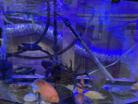 aquarium full kit + poissons 
