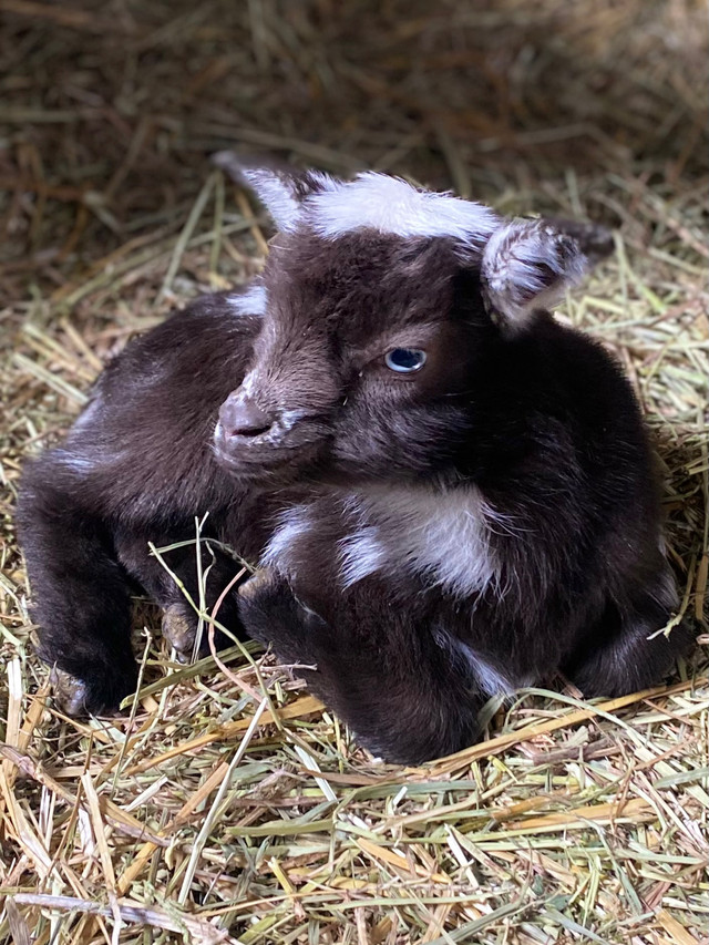 Registered Nigerian Dwarf Goat kids 2024  in Livestock in Chatham-Kent