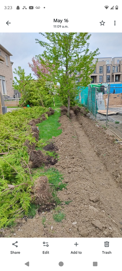 white cedars for hedging been in business for over 40 years.family business. we have all sizes from...