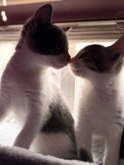 two female kittens, View more