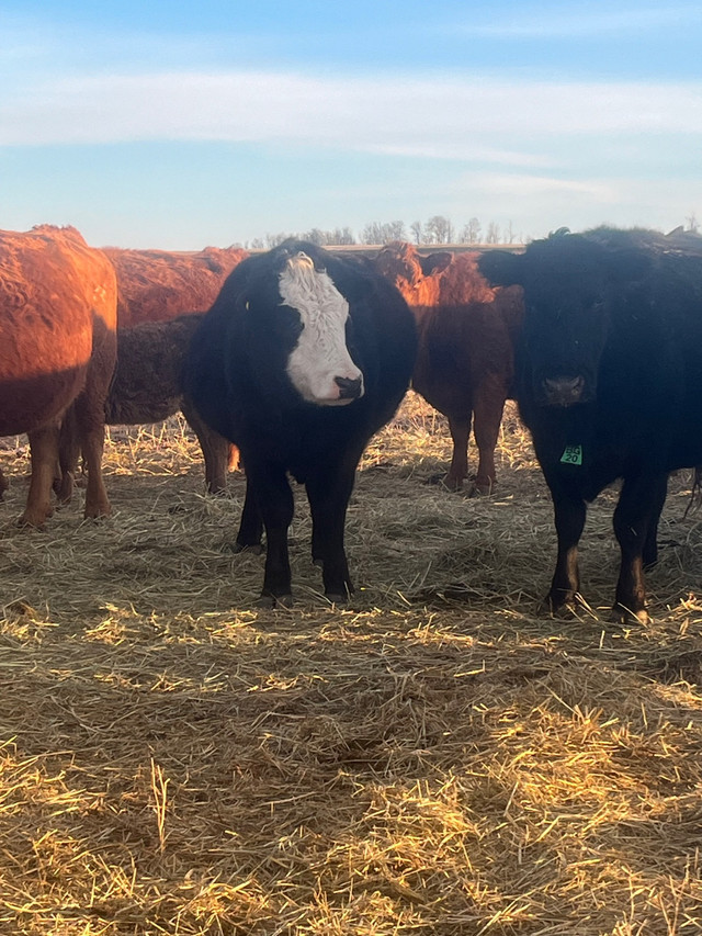 ISO- bred cows/heifers or pairs in Livestock in La Ronge