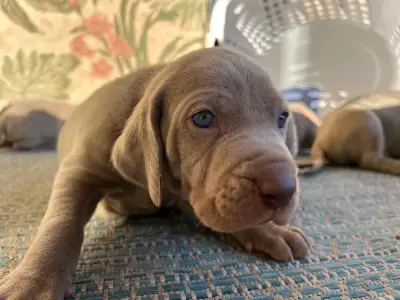 Weimaraner Puppies - Available Mar 13, View more