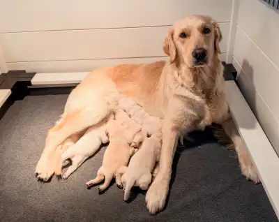 CKC Registered Golden Retrievers, View more