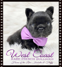 FLUFFY FRENCHIES OH MY !!!