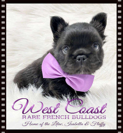" BREAKING  NEWS" !! WEEKEND SALE ON FLUFFY FRENCHIES !!