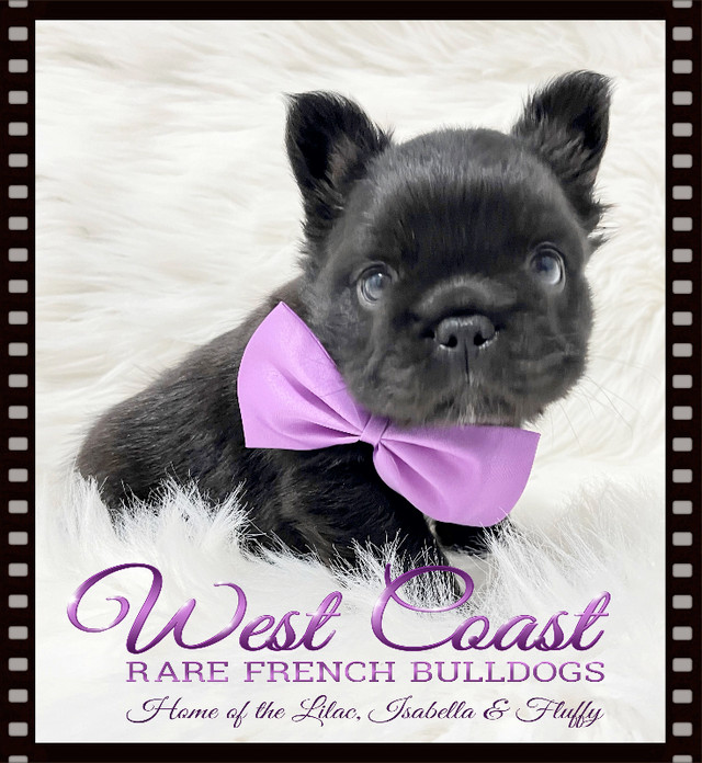" BREAKING  NEWS" !! WEEKEND SALE ON FLUFFY FRENCHIES !! in Dogs & Puppies for Rehoming in Vancouver - Image 2