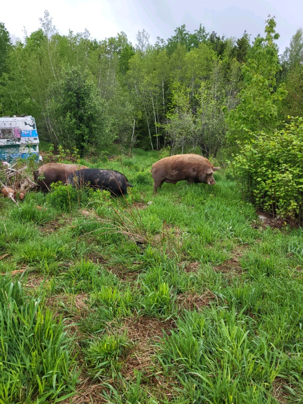 Breeding heritage pigs Livestock Annapolis Valley Kijiji