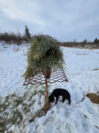 English Spaniel for Sale, View more