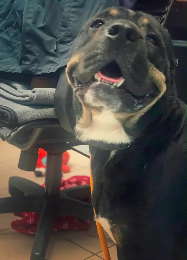 Male puppy looking for a new home in Dogs & Puppies for Rehoming in Moncton - Image 6