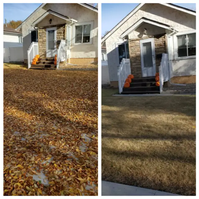 FALL CLEANUP • OVERGROWN YARD586457737531248643