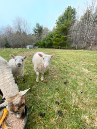 5 Ewe lambs available
