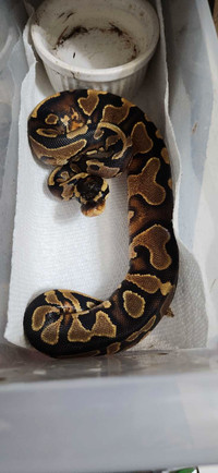 Female GHI ball python