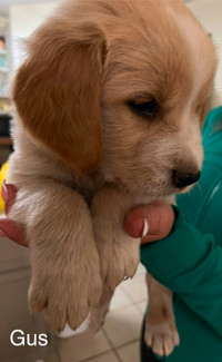 Beautiful Creamy Goldens! 7 Available.  Almost ready to go home!