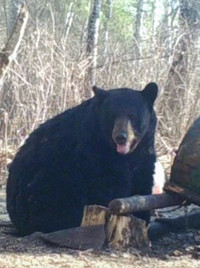 Black bear allocations