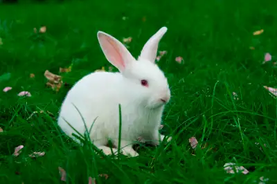 White rabbit for sale, View more
