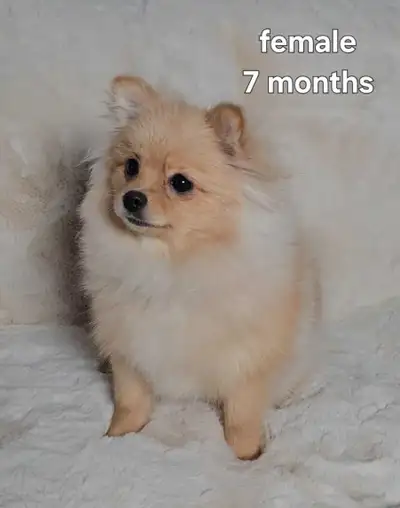 Pomeranian puppies, View more