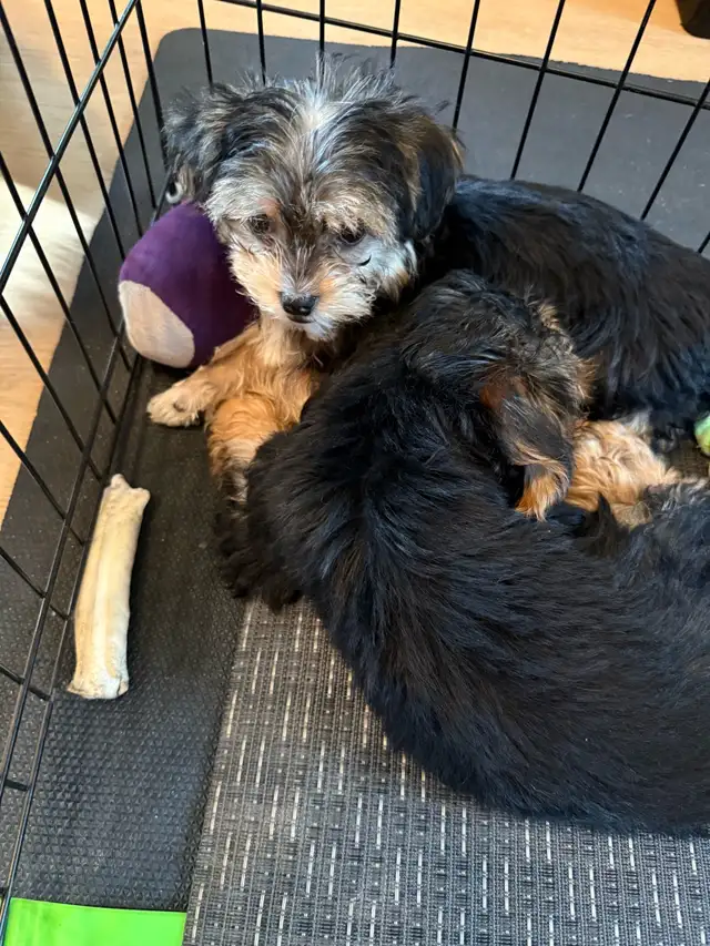 Yorkie/Biewer.. ONLY 2 Boys to go! (*See Note below) in Dogs & Puppies for Rehoming in Hamilton - Image 8