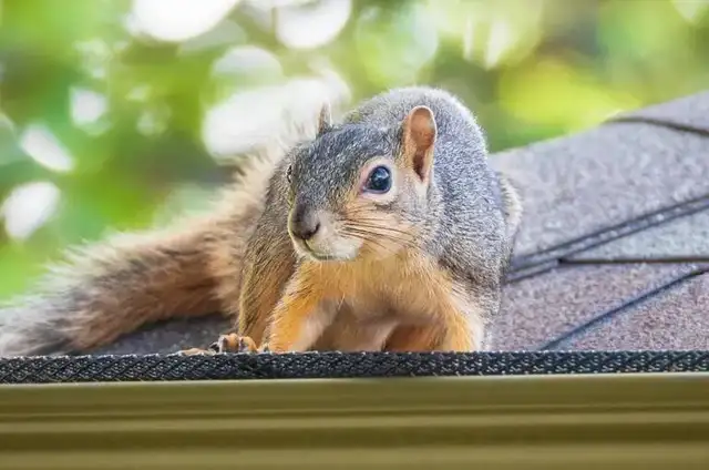 North Bay Pest Control – ⭐⭐⭐⭐⭐ Fast, Reliable Pest Removal62863248013699124