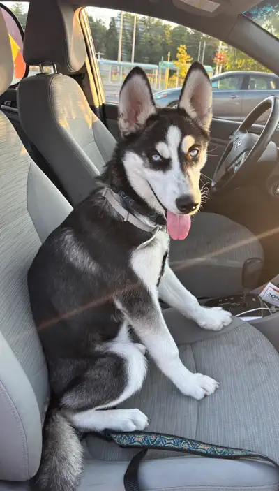 4 month female husky, View more