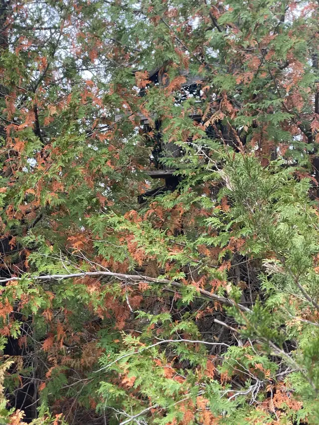 60 acre hunting retreat and cabin for rent  in Ontario in Canada - Image 5