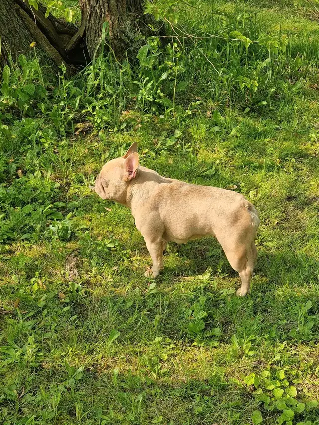 CKC Frenchie Puppies !!LAST FEMALE!! in Dogs & Puppies for Rehoming in St. Catharines - Image 6
