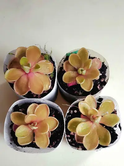 Pinguicula Emarginata x Jaumavensis butterwort carnivorous plant, View more