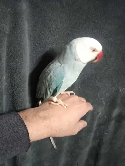 male Indian ringneck, View more