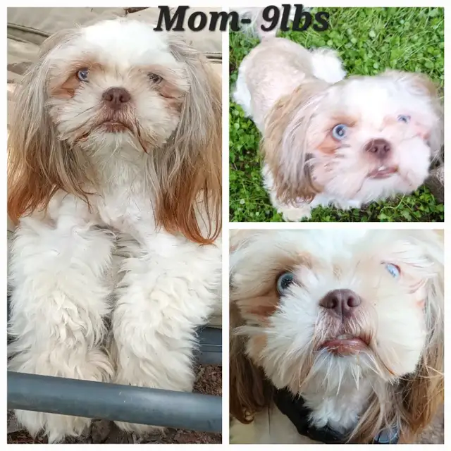 *1 Girl Left* High Quality Shorkie Puppies! in Dogs & Puppies for Rehoming in City of Toronto - Image 10