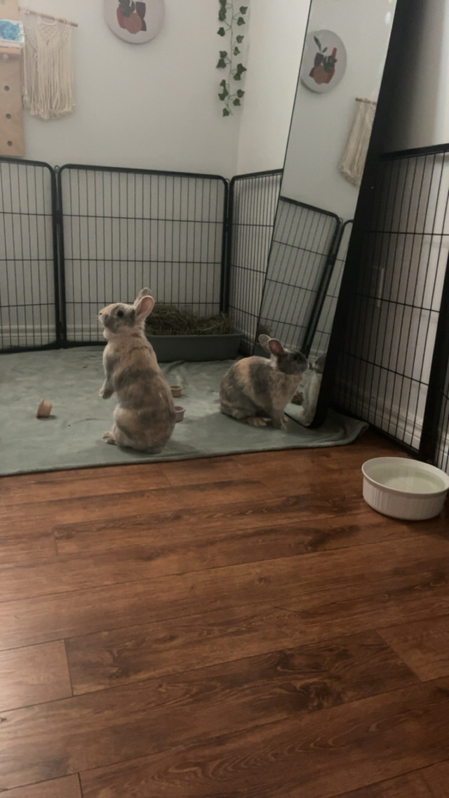 Rabbits - Free to good home  in Small Animals for Rehoming in Chatham-Kent