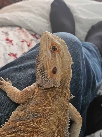 Dragon Barbu ||| Bearded Dragon, View more