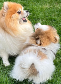 Pomeranian  Puppies Apartment size