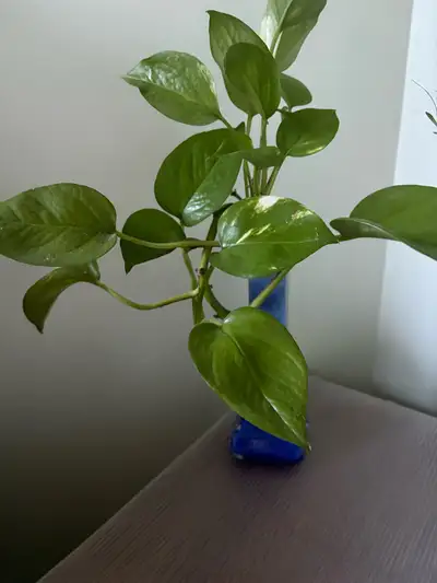 Pothos Plant with blue vase , View more