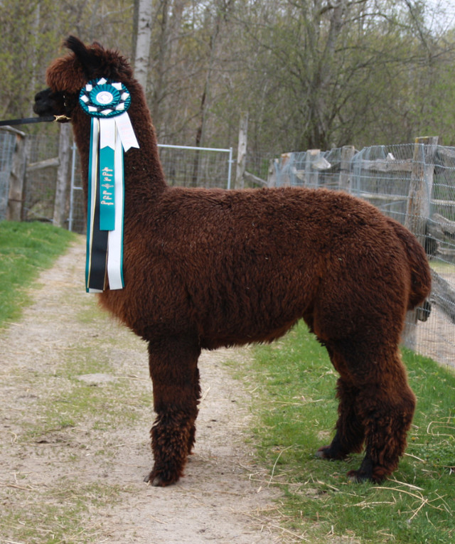 Alpacas - High Quality Breeding Males in Livestock in Kawartha Lakes