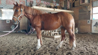 Grade pony mare
