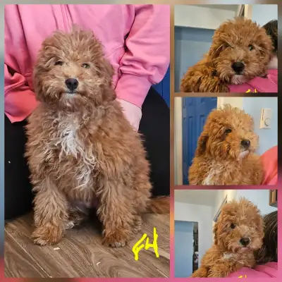 F1b Goldendoodle Pups, View more