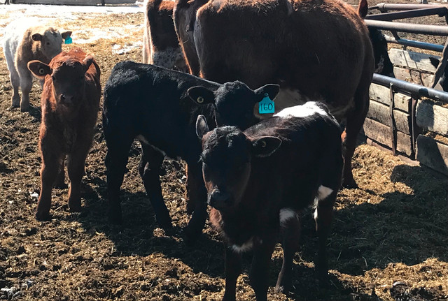 Cow calf pairs- $5400 in Livestock in Edmonton - Image 4