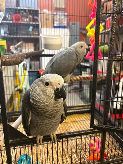 baby African Grey Gabon, View more