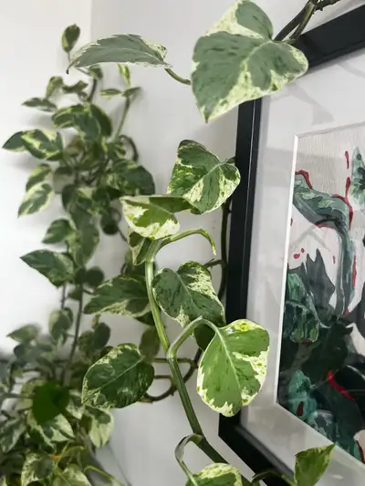 Pearls and Jade Pothos Cuttings, View more