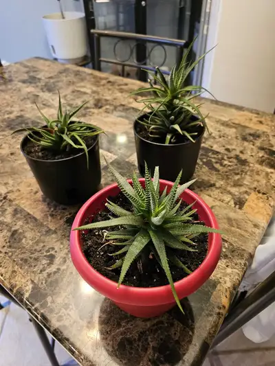 3 belles succulentes sans les pots, View more