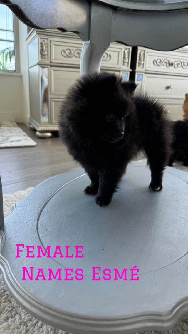 POMERANIAN PURE BEAR  BLACK OR RED  ✅XSMALL ✅ READY to leave ⚠️  in Dogs & Puppies for Rehoming in Delta/Surrey/Langley