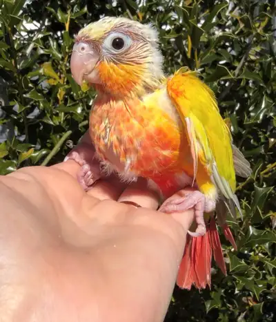 Babies Sun Cheek Conure, View more