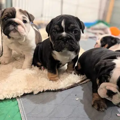 Svp bien lire jusqu'en bas Chiots dispo FIN MAI Élevage familiale en Beauce, au québec . Nous pouvon...